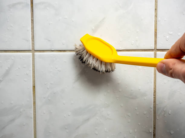Best Fast Mold Removal  in , SC