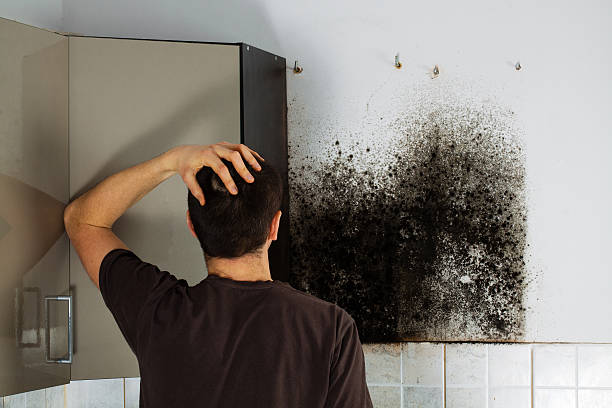 Best Mold Damage Repair  in , SC