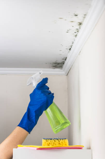Best Attic Mold Removal  in , SC